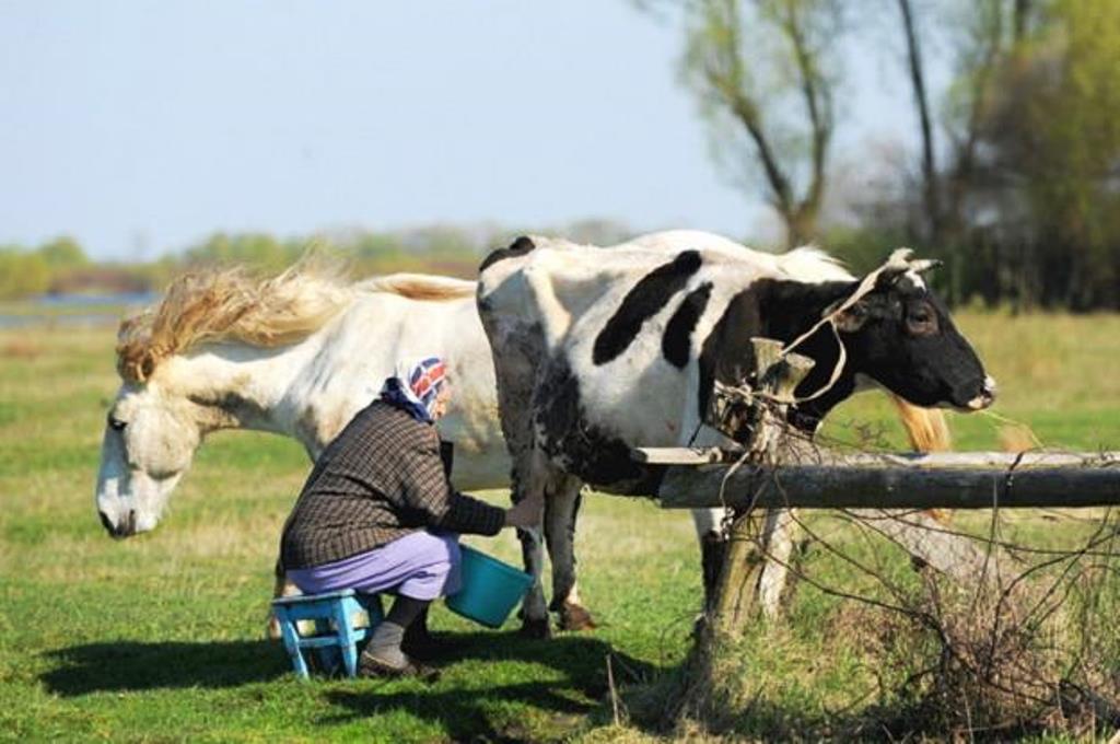 Rosja sankcje koń krowa