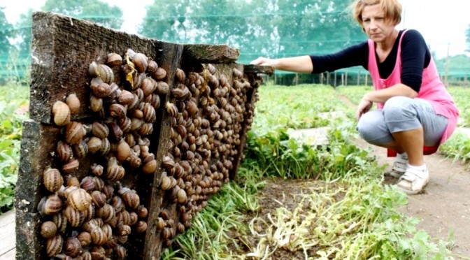 Schnecken bringen Mäuse