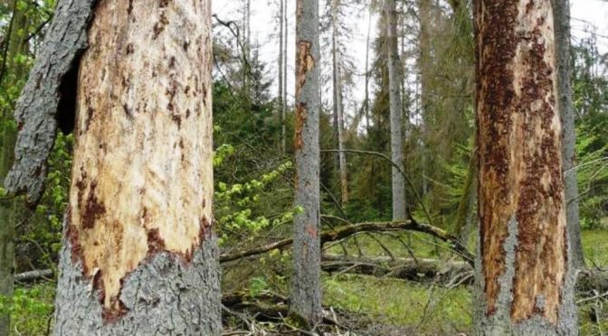 Białowieża-Wald. Es blutet das Försterherz